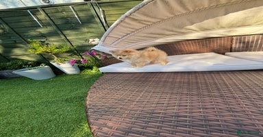 Pomeranian dogs - Advert 8