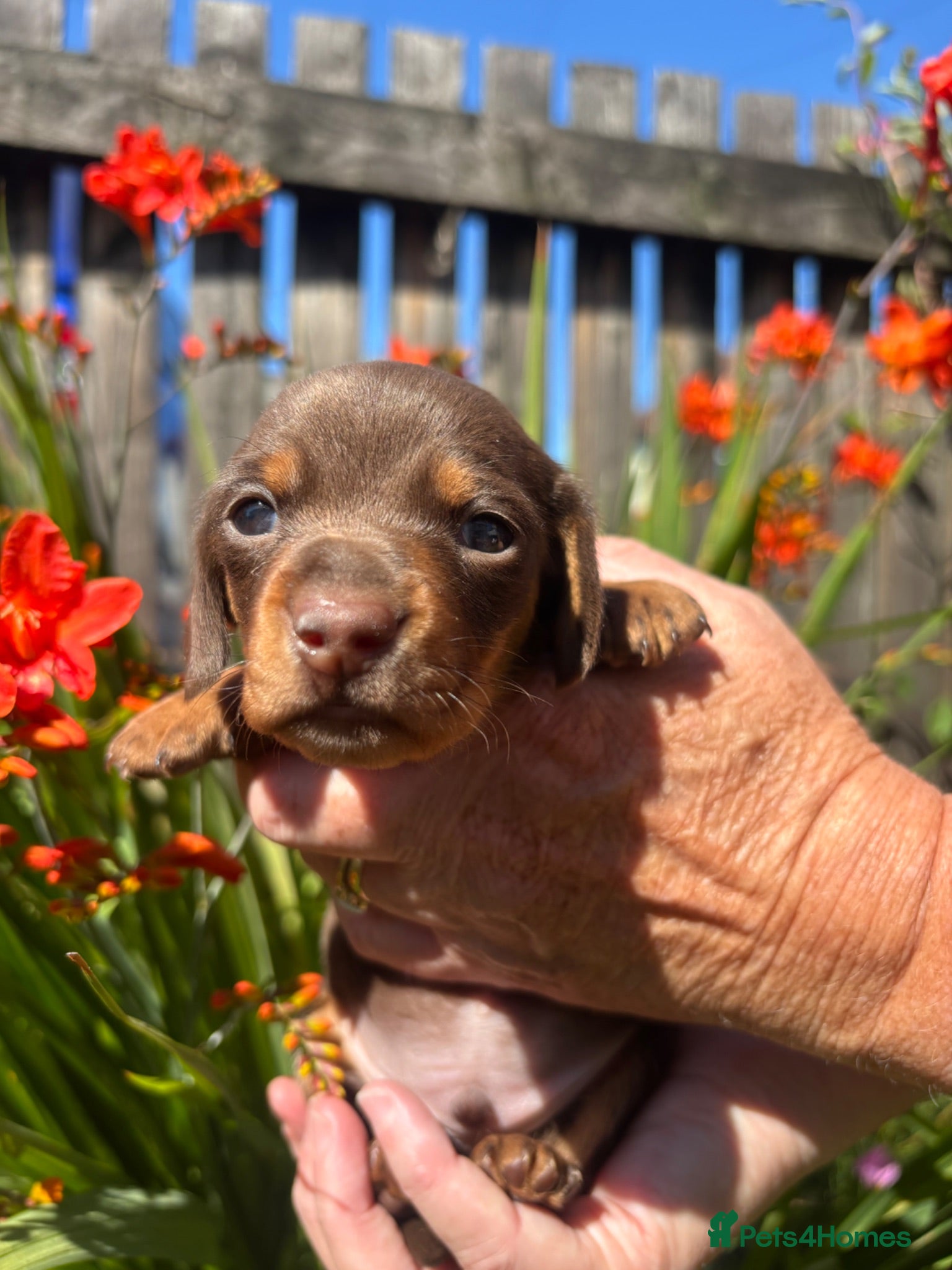 Miniature Dachshund dogs Beautiful mini dachshund puppies - Advert 8