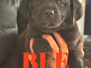 Labrador Retriever dogs Working Labrador Puppies Black Ready Now! 3 left! - Advert 10