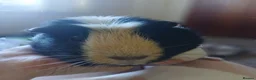 Guinea Pig rodents for sale: 2 female guineapigs for rehome - Advert 5