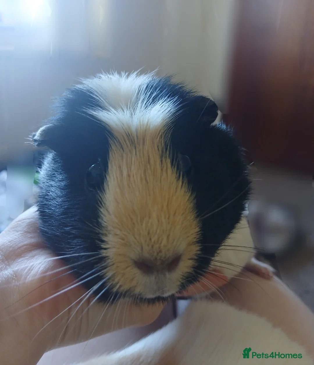 Guinea Pig rodents for sale: 2 female guineapigs for rehome - Advert 5