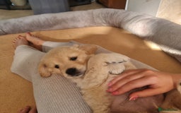 Golden Retriever dogs for sale: Last 2 Girls Left - KC Reg Golden Retriever Pups  - Image 23