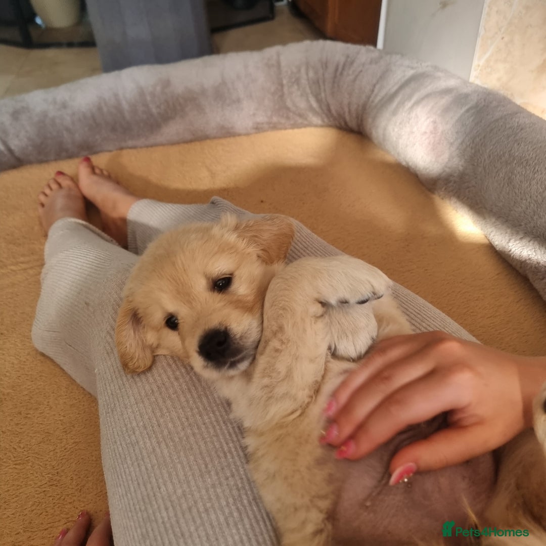 Golden Retriever dogs for sale: Last 2 Girls Left - KC Reg Golden Retriever Pups  - Image 23