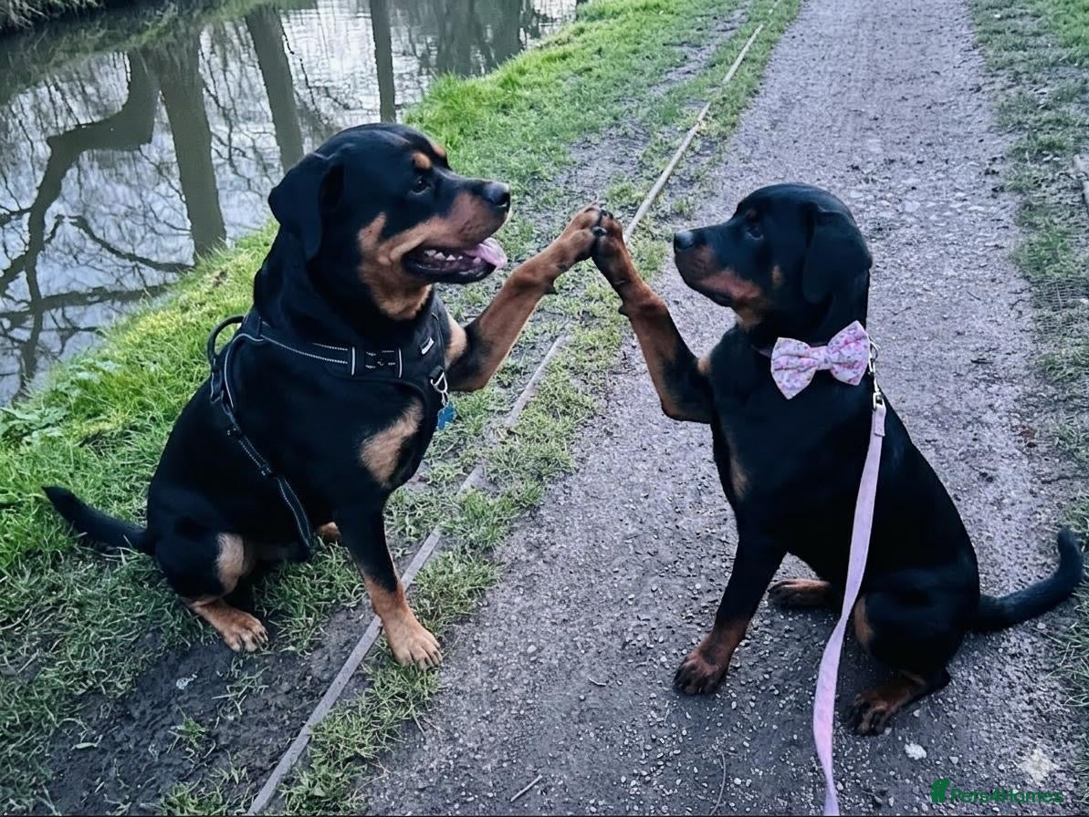 Rottweiler dogs Beautiful Rottweiler girl  - Advert 8