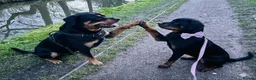 Rottweiler dogs for sale: Beautiful Rottweiler girl  in Birmingham - Advert 3