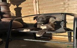 Mixed Breed dogs for sale: wheaten bull saluki whippet greyhounds - Image 3