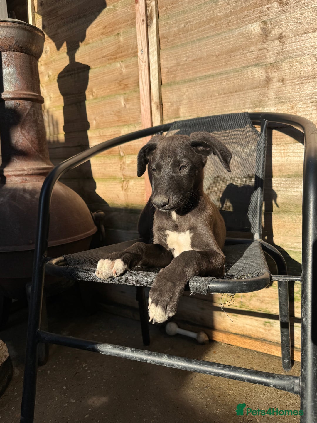 Mixed Breed dogs for sale: wheaten bull saluki whippet greyhounds - Image 3