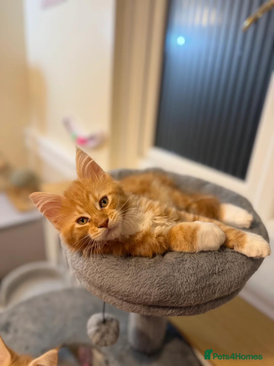 Maine Coon cats for sale: 5 Beautiful Mainecoon Kittens ❤️  - Advert 17