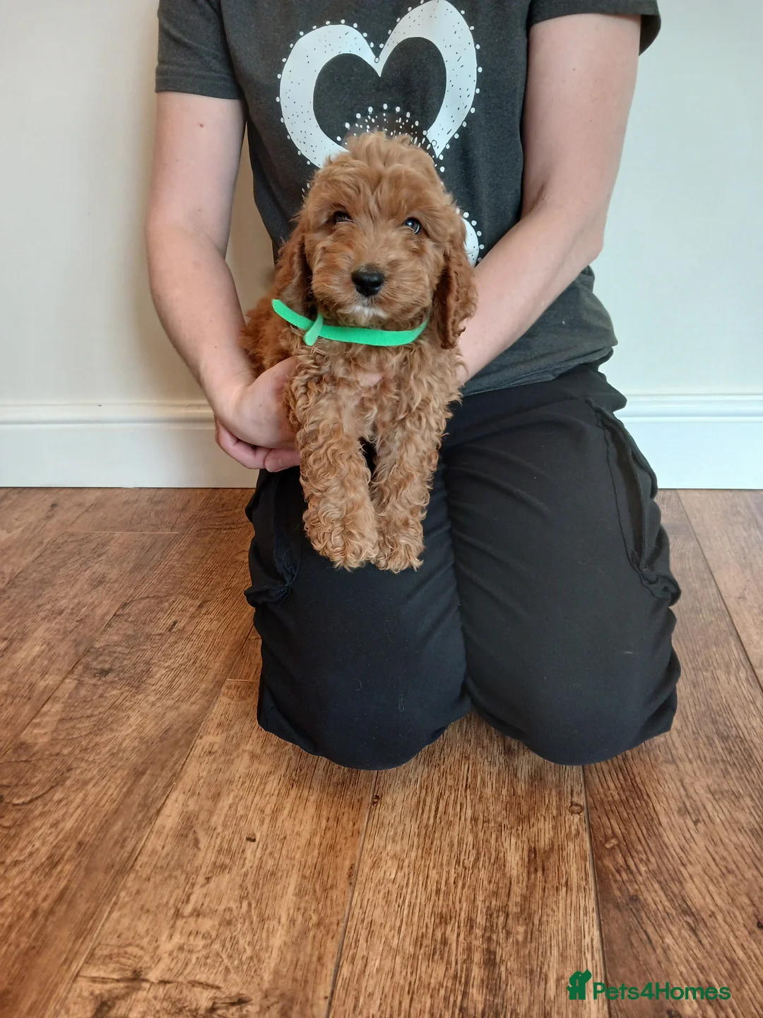 Cockapoo dogs for sale: Cockapoo puppies  - Advert 15