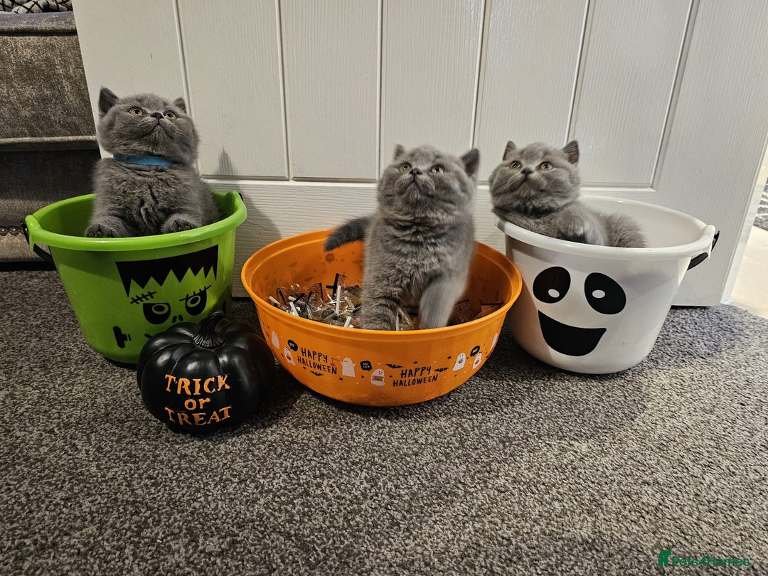 British Shorthair cats for sale: British Blues 🐻💙 - Image 18