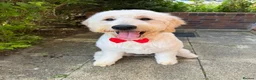 Goldendoodle dogs for sale: 1Y Doodle  - Advert 1