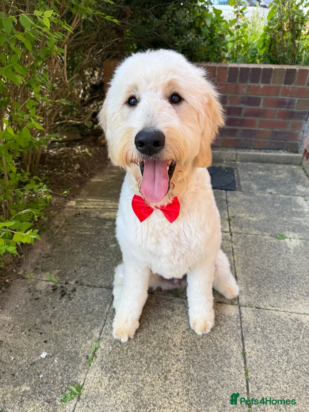 Goldendoodle dogs for sale: 1Y Doodle  - Advert 1