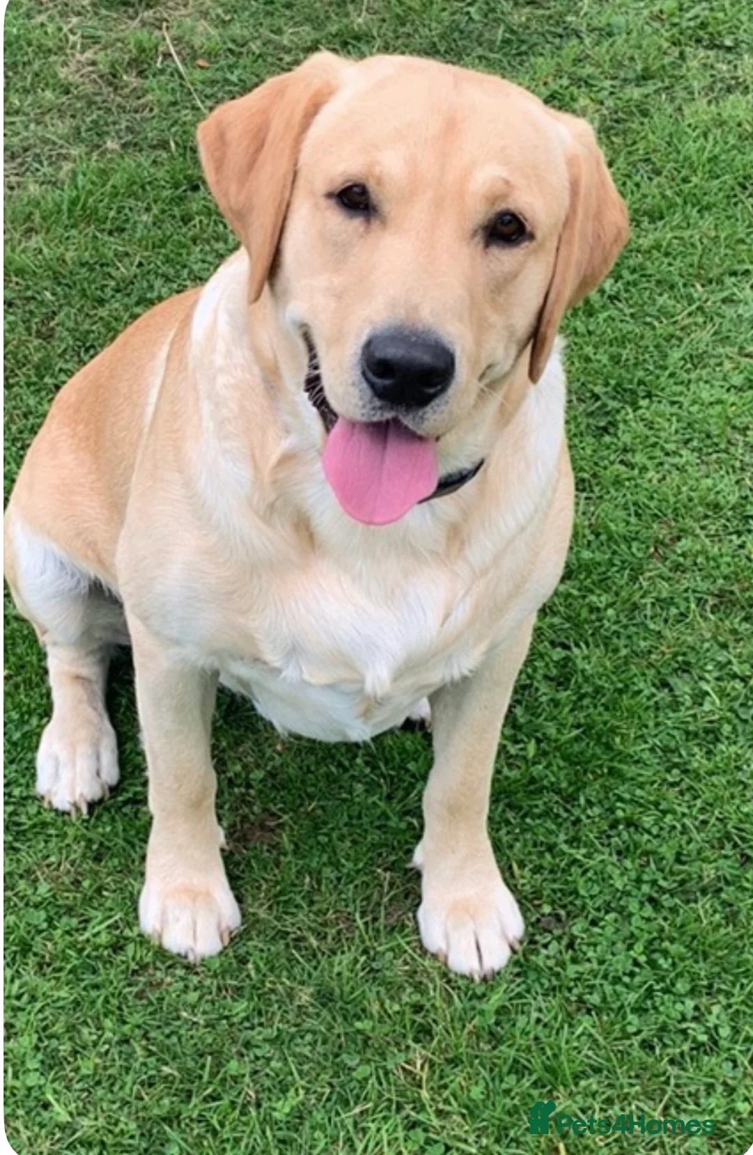 Mixed Breed dogs for sale: Labrador x visla puppies (Visladors) - Advert 2
