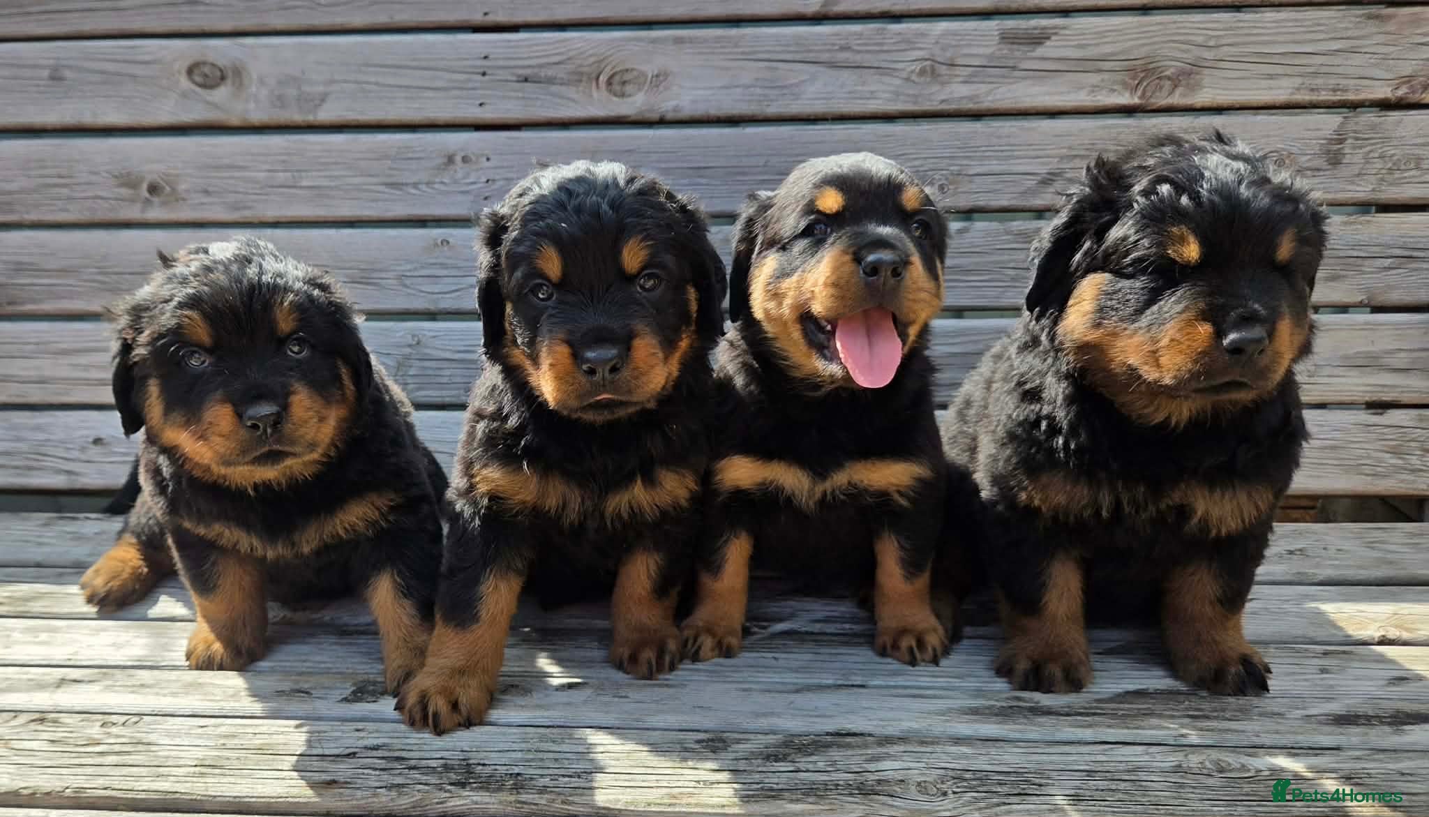 Rottweiler dogs Long haired Rottweilers  - Advert 1