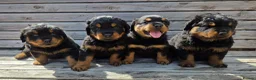 Rottweiler dogs for sale: Long haired Rottweilers  - Advert 1