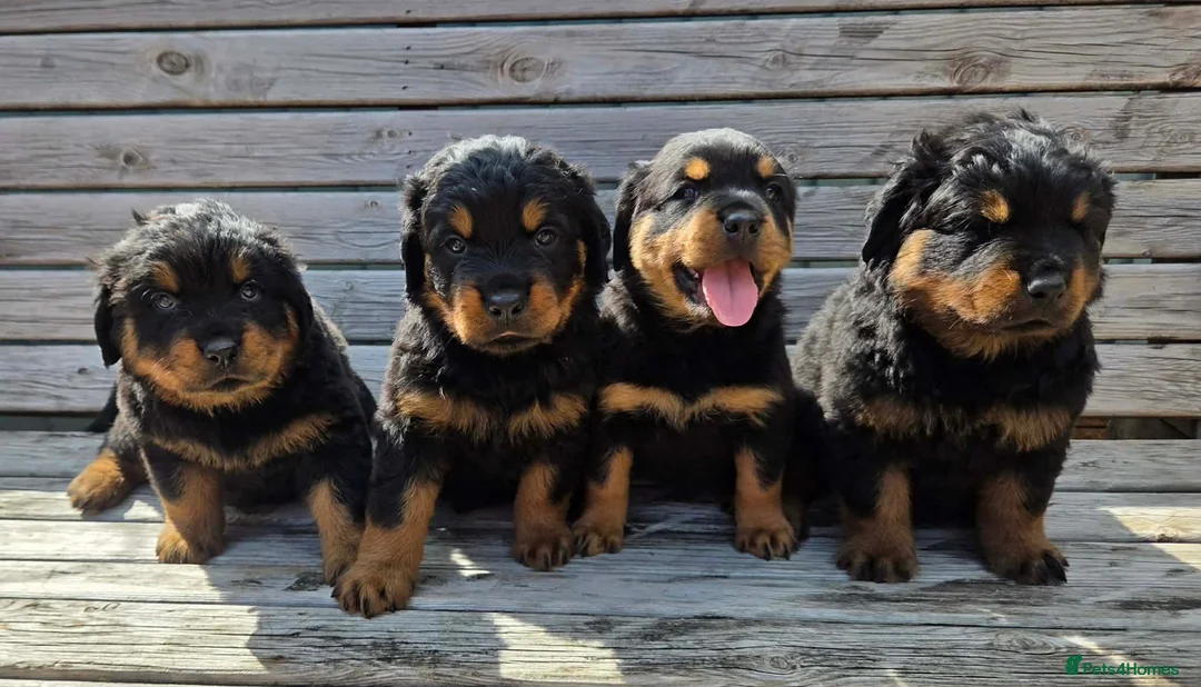 Rottweiler dogs for sale: Long haired Rottweilers  - Advert 1