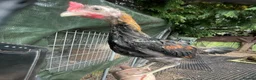 Chickens poultry for sale: 2 Modern game bantam cockerels  - Advert 8