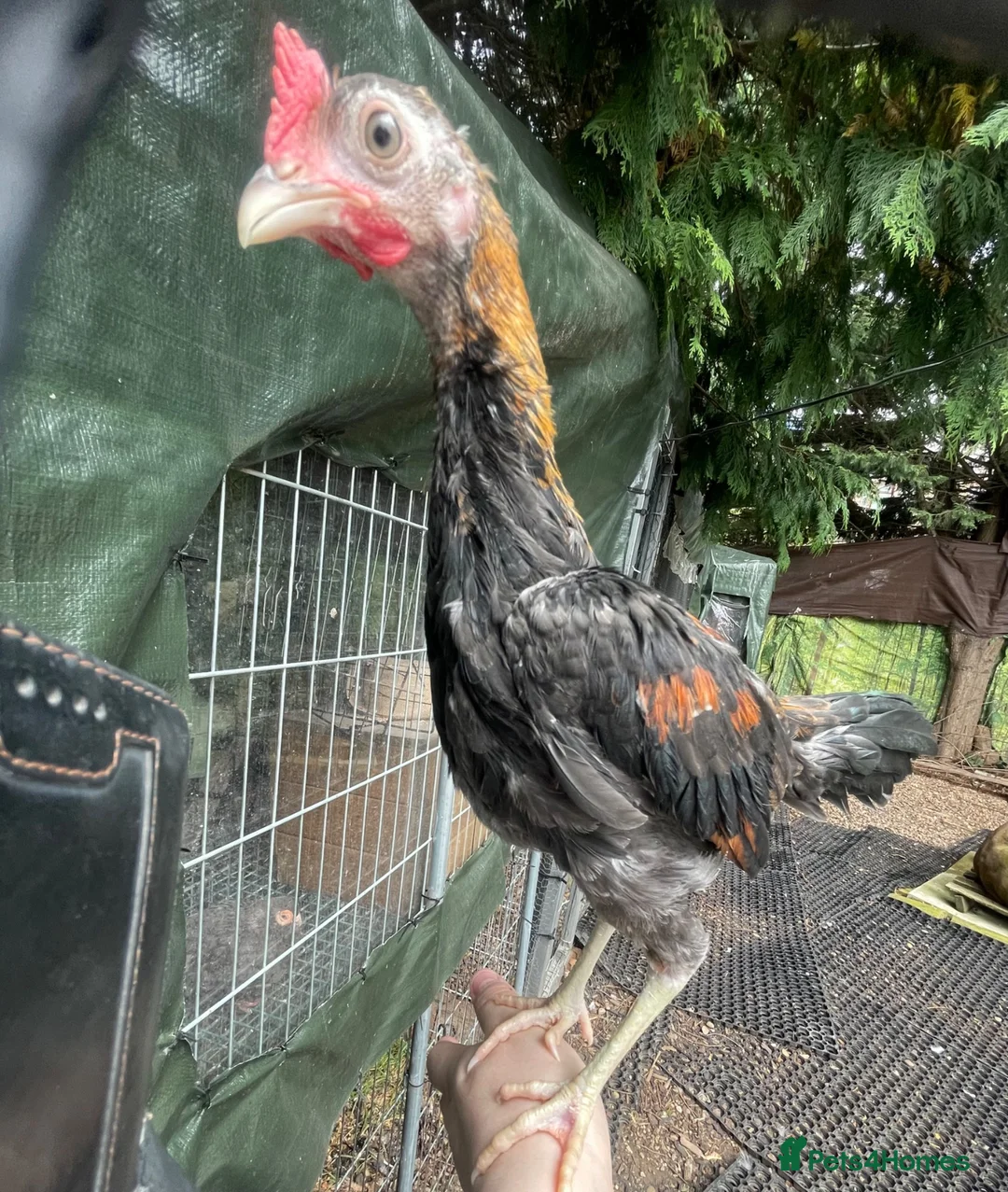 Chickens poultry for sale: 2 Modern game bantam cockerels  - Advert 8