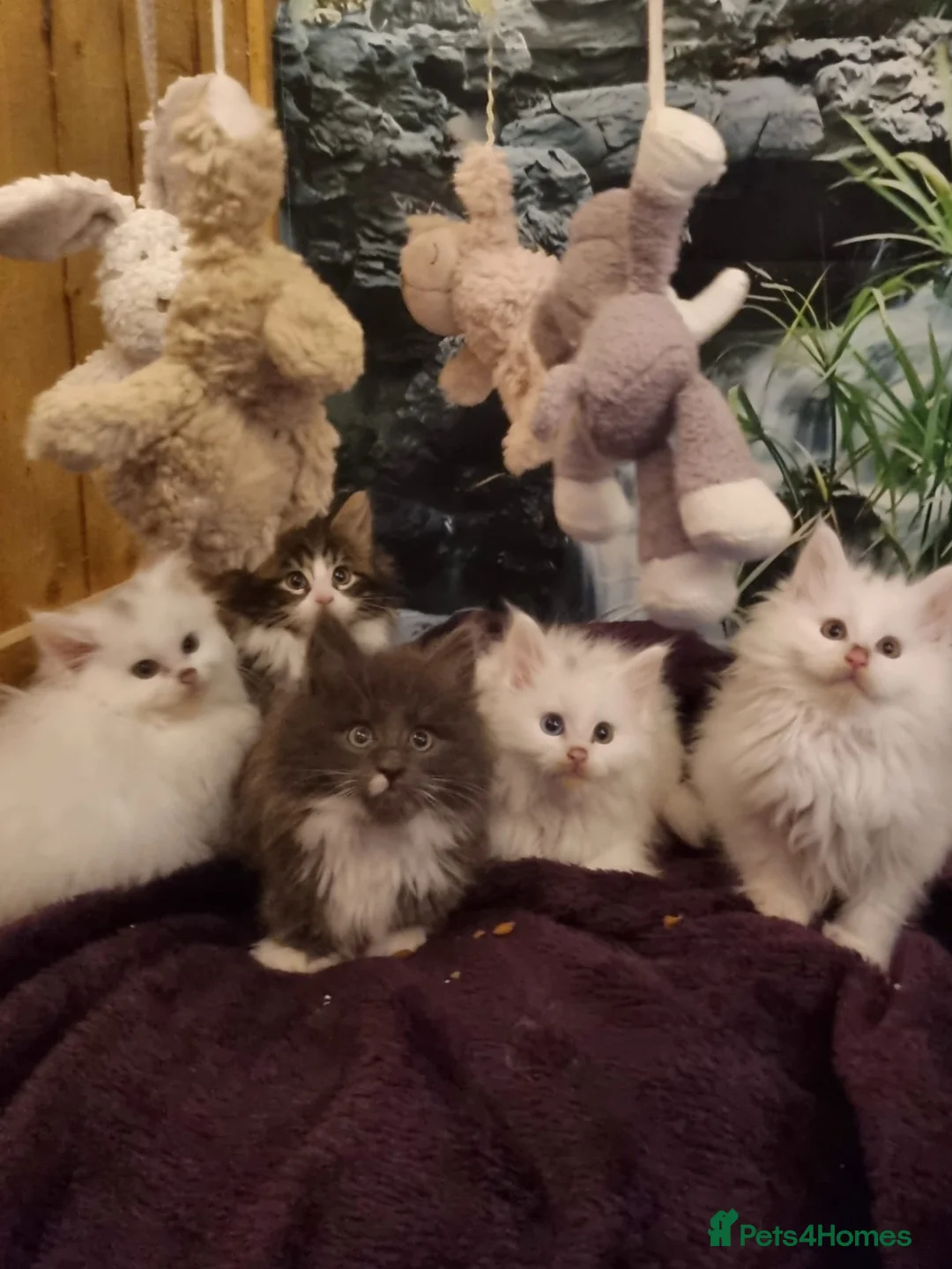 Maine Coon cats for sale: Mischievous Maine Coon kittens.  Ready now. - Advert 1