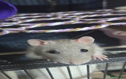 Rat rodents for sale: 4 bonded female rats  - Image 1