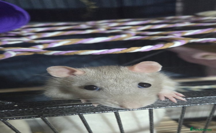 Rat rodents - Advert 2