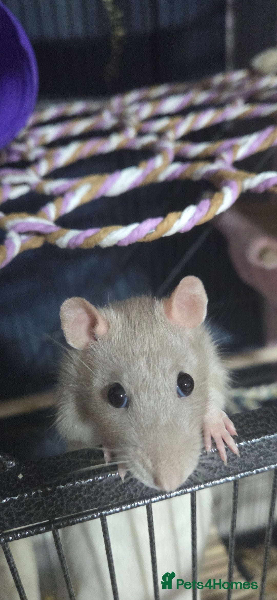 Rat rodents for sale: 4 bonded female rats  - Image 1