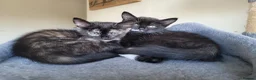 Mixed Breed cats for sale: 3 beautiful kittens left - Advert 1