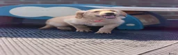 Golden Retriever dogs for sale: ⭐️ HEALTH TESTED GOLDEN RETRIEVER PUPPIES ⭐️  - Advert 7