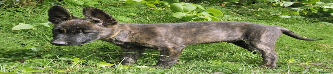 Belgian Shepherd Dog Puppy 4
