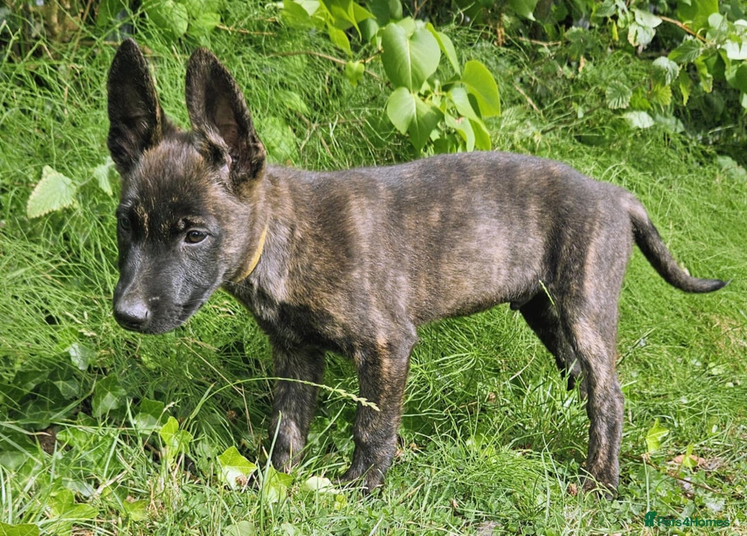 Belgian Shepherd Dog dogs for sale: Dutch Pure Bred Shepherd Puppies  - Image 7