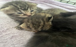 British Shorthair cats for sale: Lovely kittens - Image 12