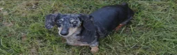 Dachshund dogs for sale: Tavern is a lovely girl with lots of personality - Advert 4