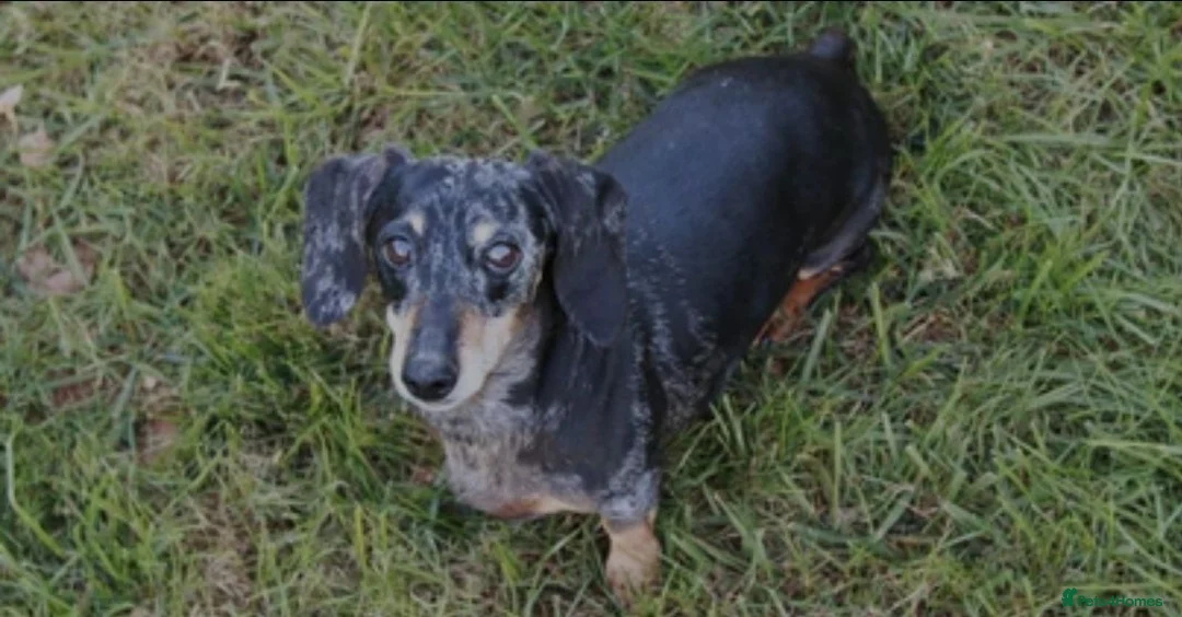 Dachshund dogs for sale: Tavern is a lovely girl with lots of personality - Advert 4