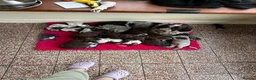 Mixed Breed dogs for sale: Beautiful sprointers  - Advert 2