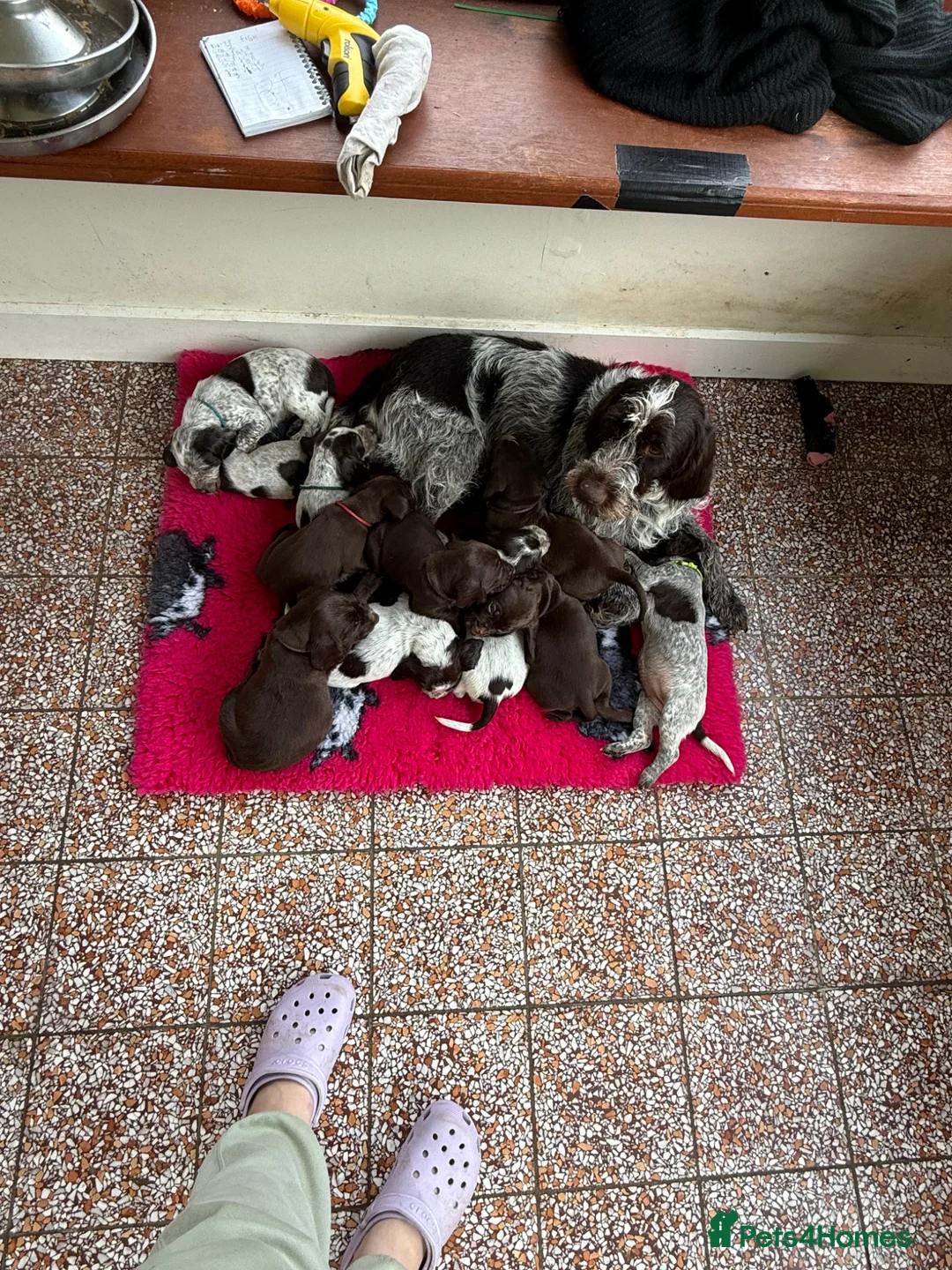 Mixed Breed dogs for sale: Beautiful sprointers  - Advert 2