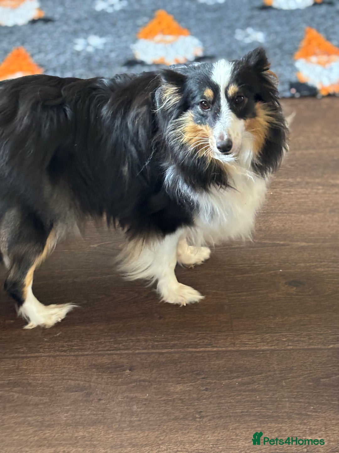 Shetland Sheepdog dogs for sale: Beautiful shaded sable puppies  - Image 5
