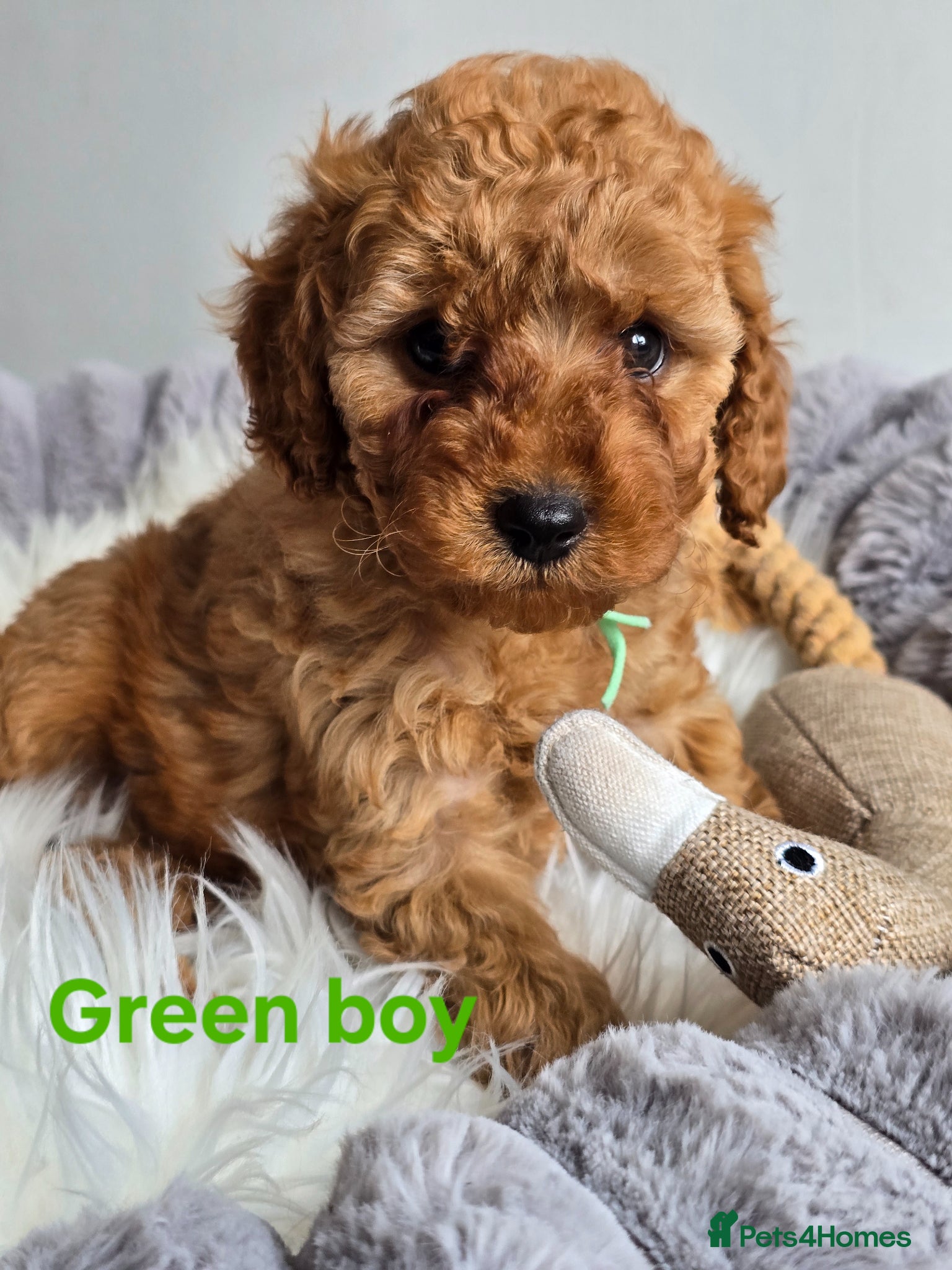 Cavapoo dogs ❤️Cavapoo F1b❤️ DNA tested  - Advert 1