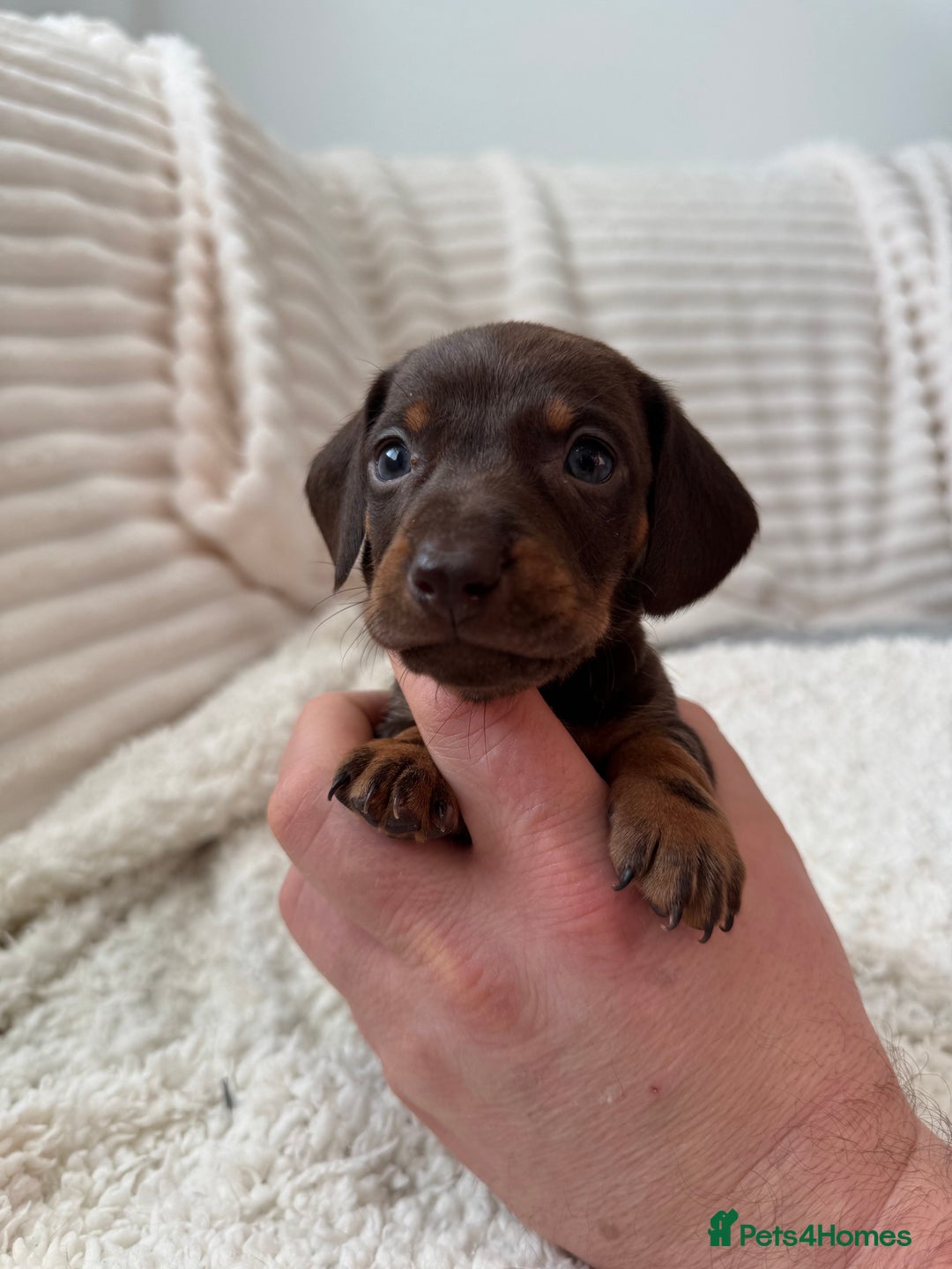 Miniature Dachshund dogs for sale: 8 Adorable miniature dachshund puppies - Advert 12