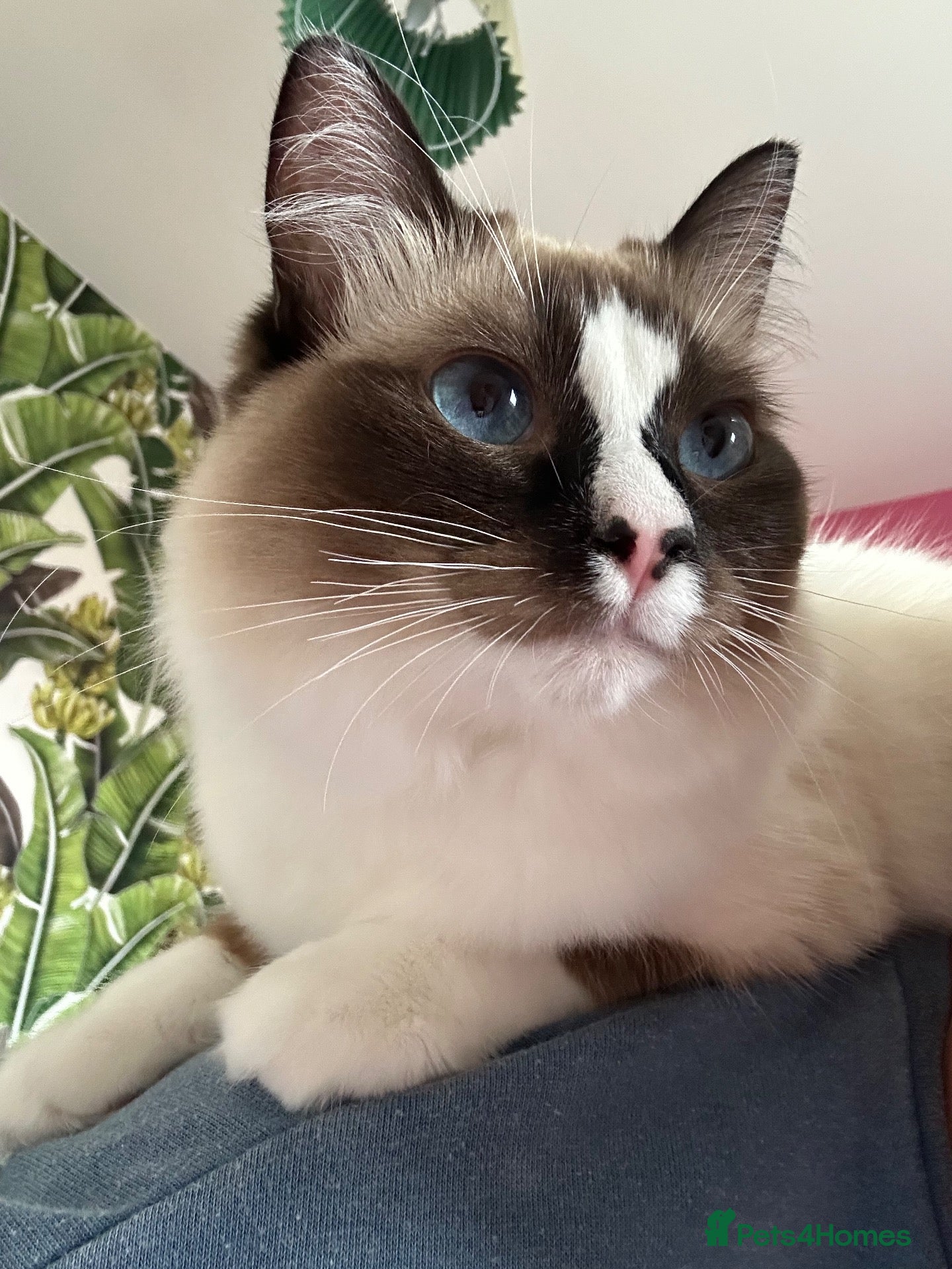 Ragdoll cats for sale: Ragdoll - Maggie - Advert 9