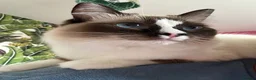 Ragdoll cats for sale: Ragdoll - Maggie in Middlesbrough - Advert 1