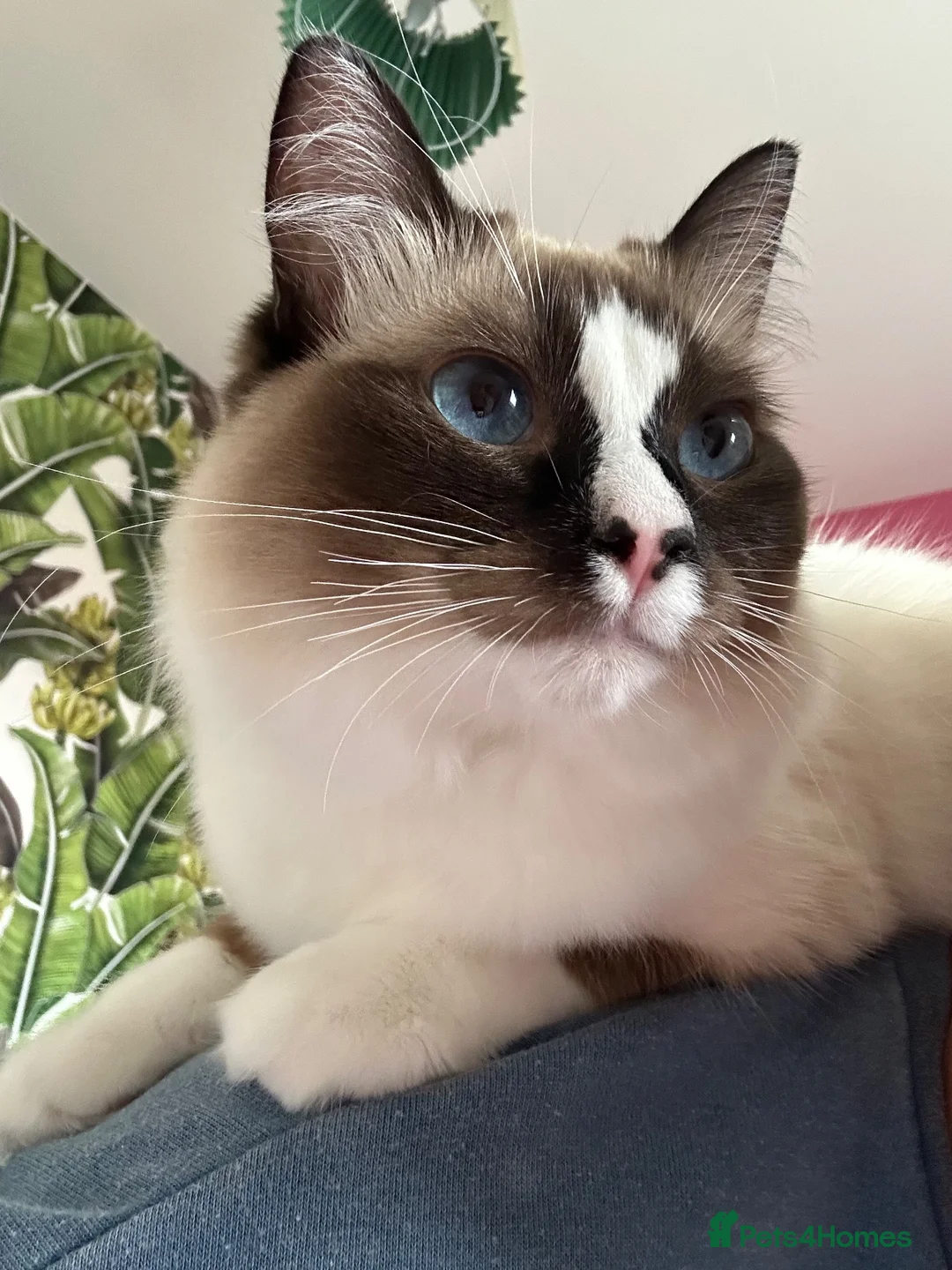 Ragdoll cats for sale: Ragdoll - Maggie in Middlesbrough - Advert 1