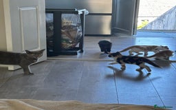 Mixed Breed cats for sale: Gorgeous Kittens for Sale - Image 17