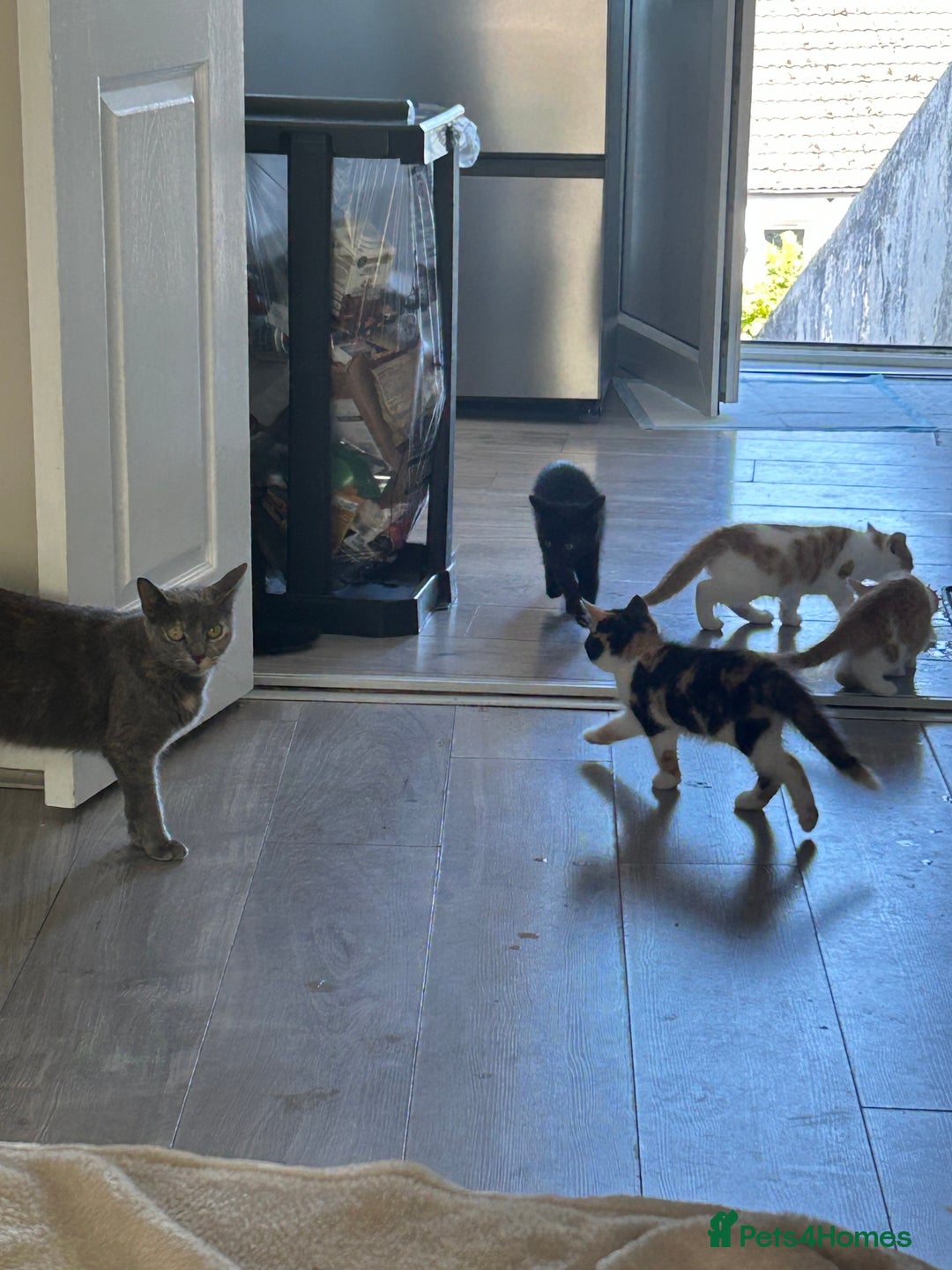 Mixed Breed cats for sale: Gorgeous Kittens for Sale - Image 17
