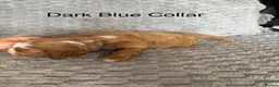 Cockapoo dogs for sale: Beautiful F2 Cockapoos  - Advert 23