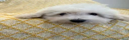 Maltipoo dogs for sale: Beautiful heath tested f1 Malitpoo babies  - Advert 21