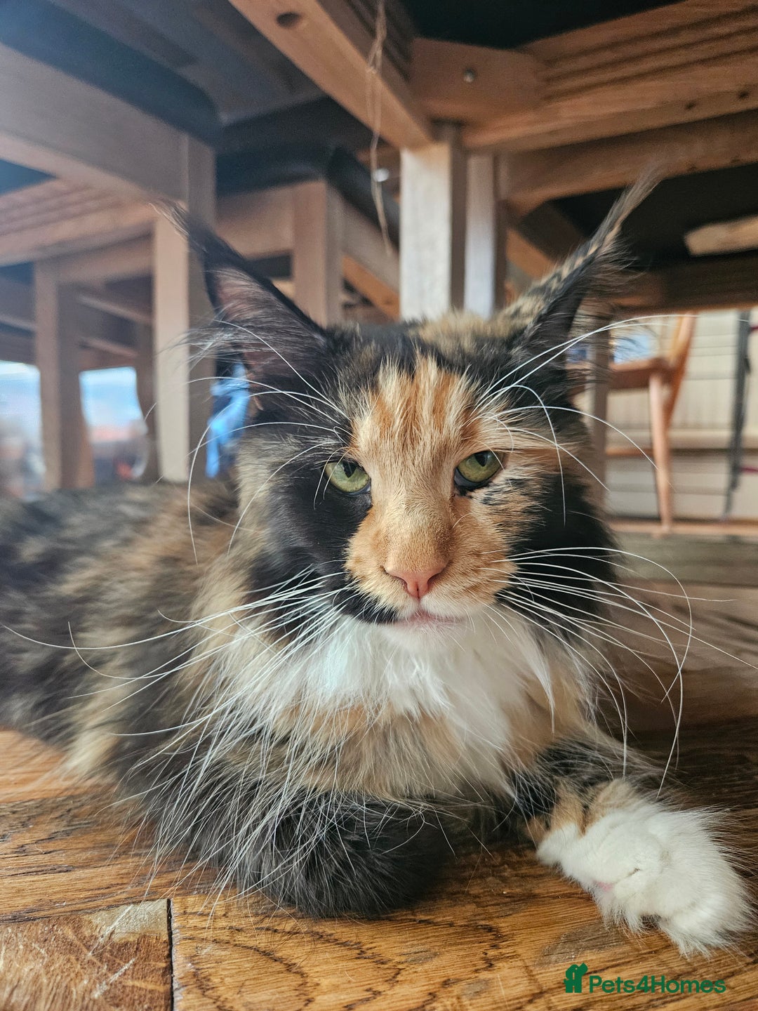 Maine Coon cats for sale: Maine Coon kittens available Chunky and confident - Image 15