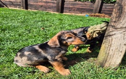 Mixed Breed dogs for sale: Wire Haired Daschund x Rottweiler  - Image 20