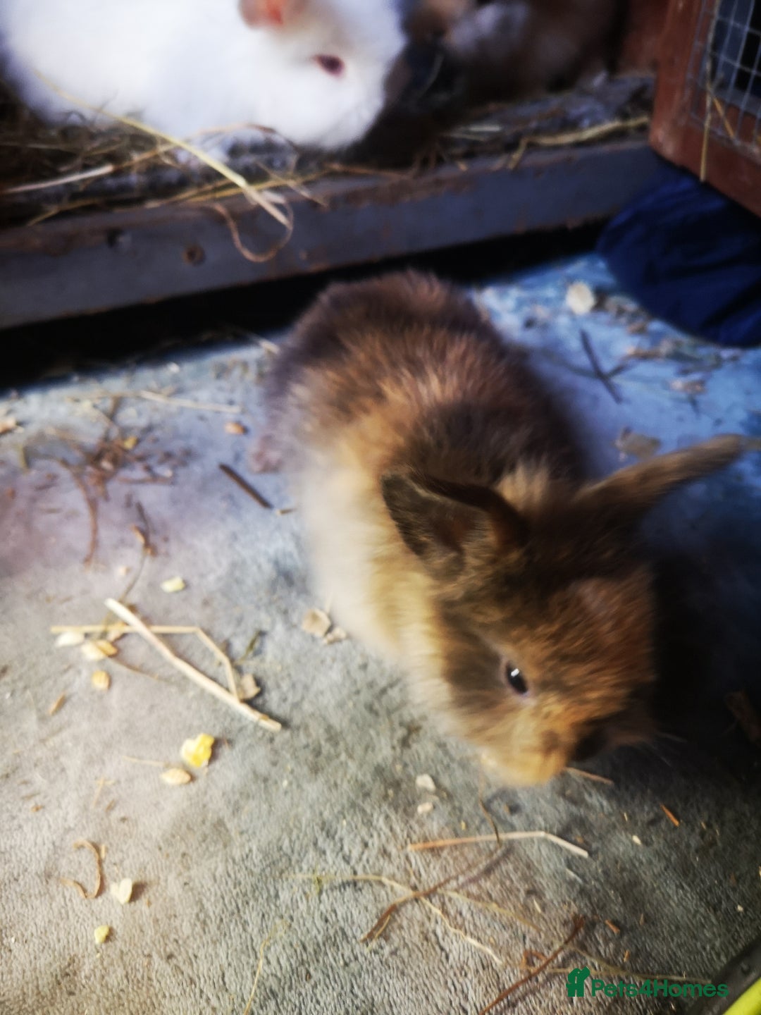 English rabbits for sale: Beutiful baby rabbits  - Image 6