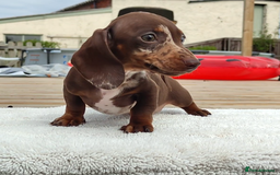 Miniature Dachshund dogs for sale: Outstanding Tweedle True Miniatures - Image 6