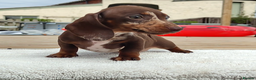 Miniature Dachshund dogs for sale: Outstanding Tweedle True Miniatures - Advert 4